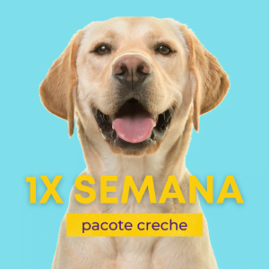 creche-pacote-campinas-cachorros-barao-geraldo-banho-tosa