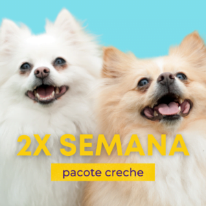 creche-day-care-campinas-barao-geraldo-cachorros-pet-taxi