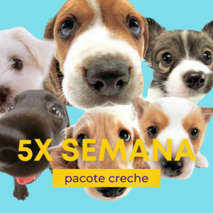 creche-para-cachorros-campinas-barao-geraldo-boa-barata