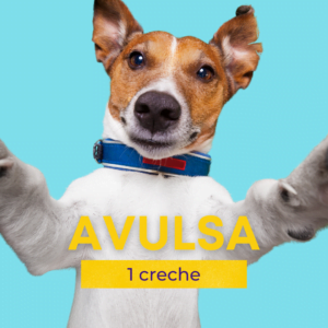 creche-avulsa-hotel-cachorro-campinas-pouso-de-bicho