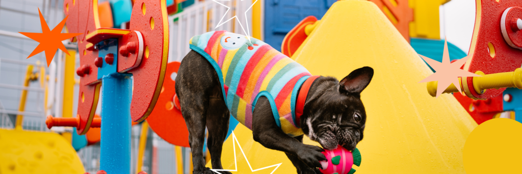 creche-canina-cachorros-day-care-campinas-taquaral